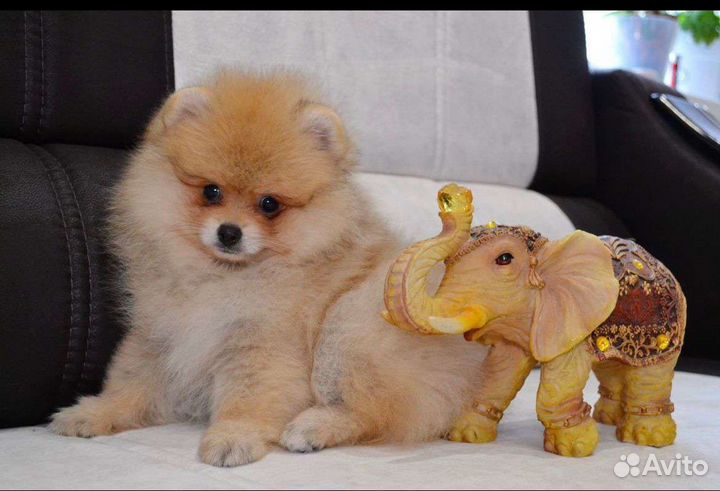 Щенки померанского шпица