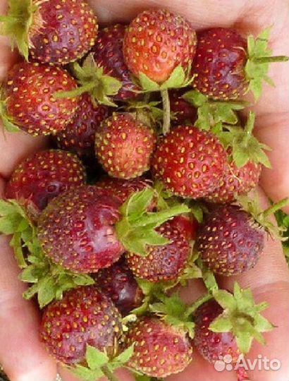 Земклуника Пенелоппа