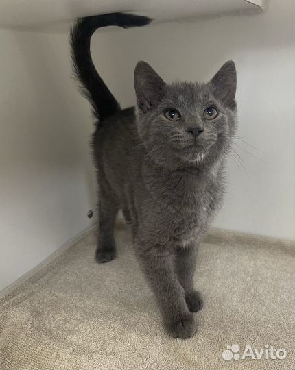 Серые котята в добрые руки бесплатно