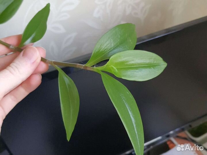 Традесканция черенок