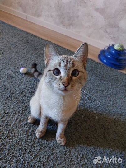 Кошечка подросток