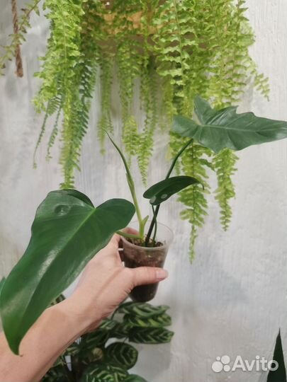 Филодендроны