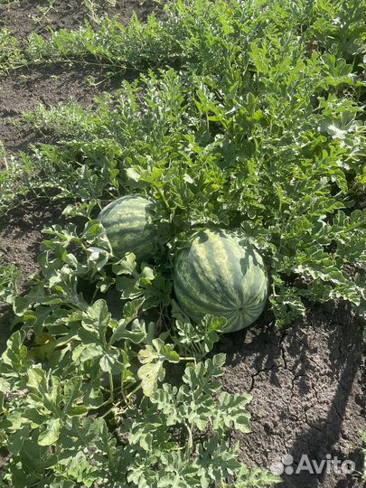 Арбуз сорта Каристан