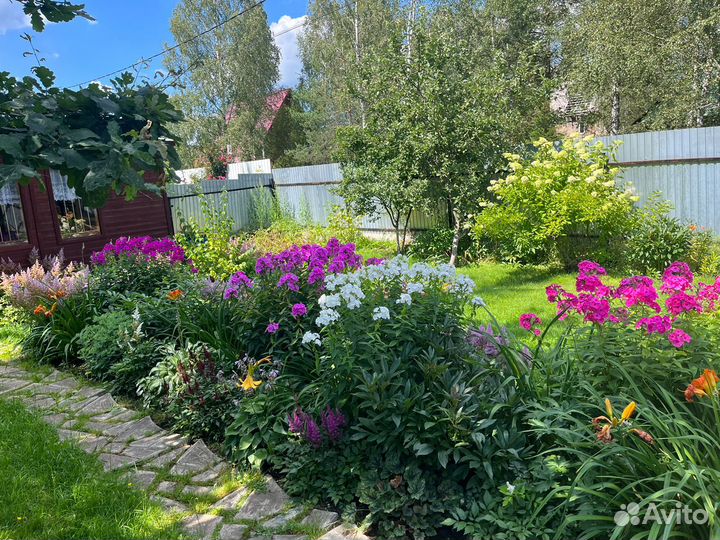 Растения цветы для сада