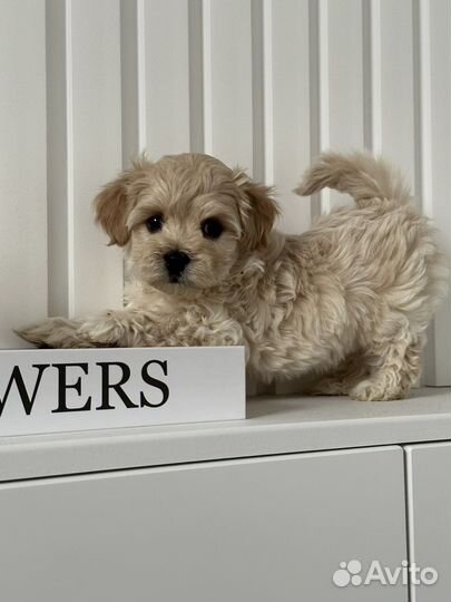 Мальтипу микро мини и стандарт