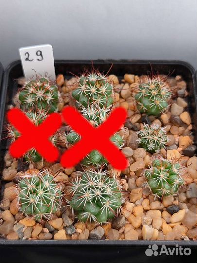 Кактусы, часть 2