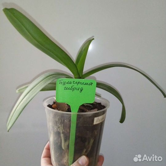 Орхидея пульчерима гибрид