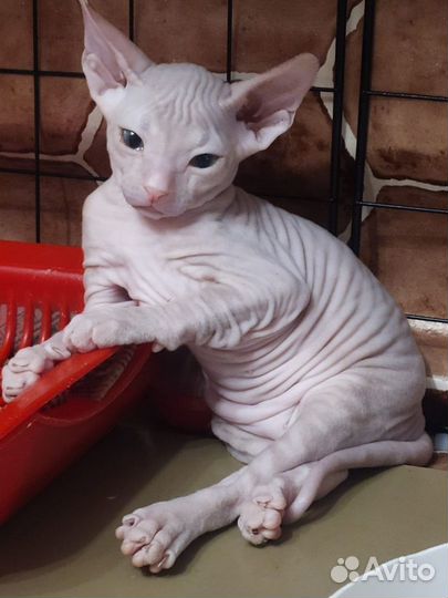 Котята сфинкс продам