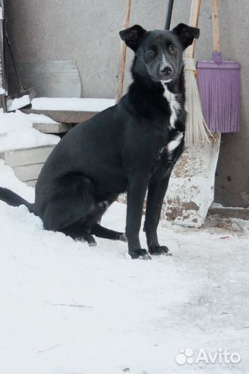 Собака ищет дом