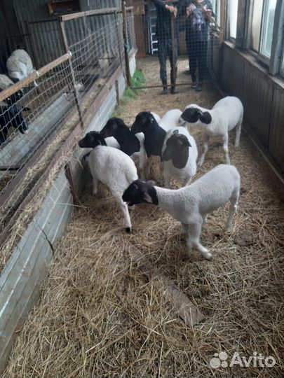 Овцы Дорпер