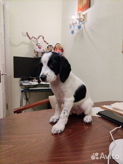 Щенки русского спаниеля