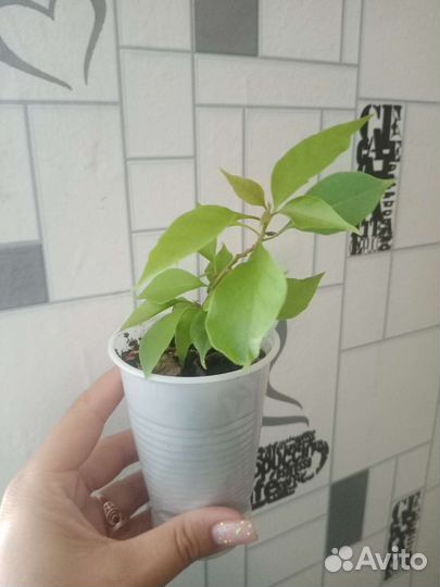 Бугенвилия