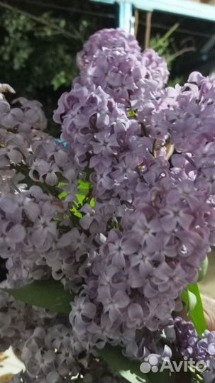 Ваш помощник в Дагестане