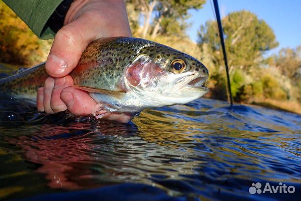 Форель для прудов