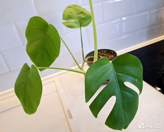 Mонстеpa деликатесная