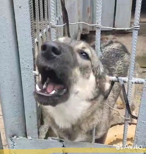 Девочка плачет (срочно нужен дом)