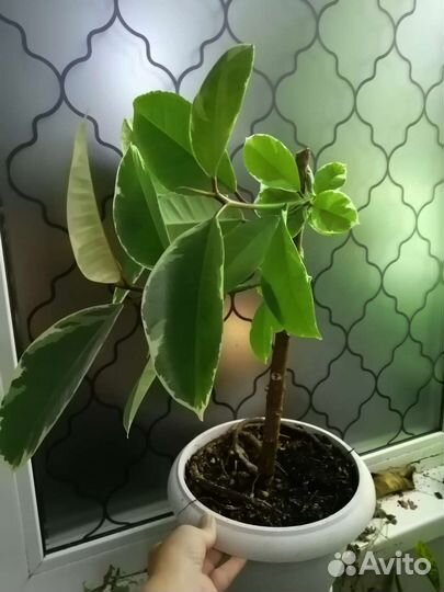 Фикус тинеке