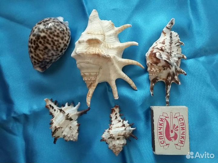 Морские ракушки
