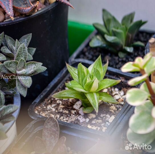 Суккуленты Хавортия Ладьевидная Вариегатная