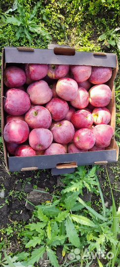 Яблоки флорина