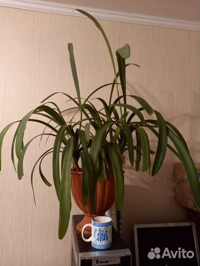 Большой цветок