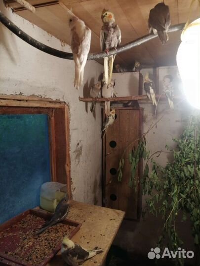 Попугаи Карелла