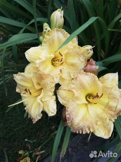 Лилейники, флоксы и другие