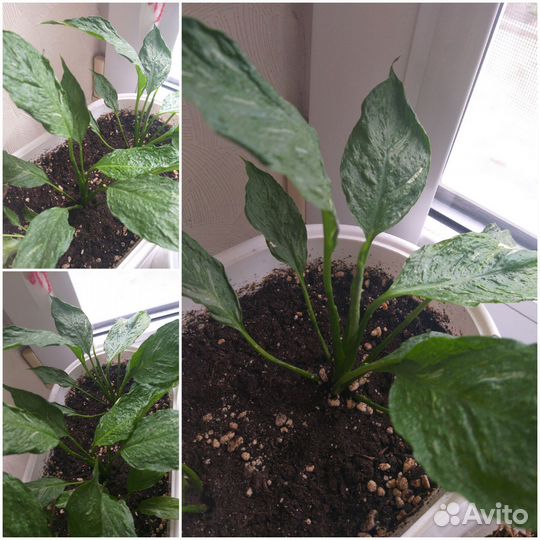 Спатифиллум Джемени и Сансенвиерии