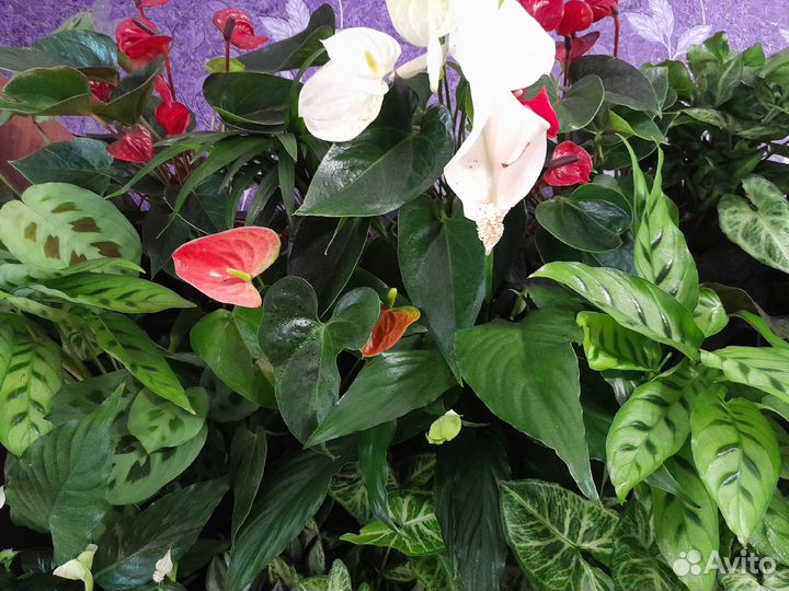 Фитостены из живых растений