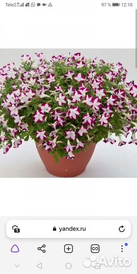 Вегетативная петуния