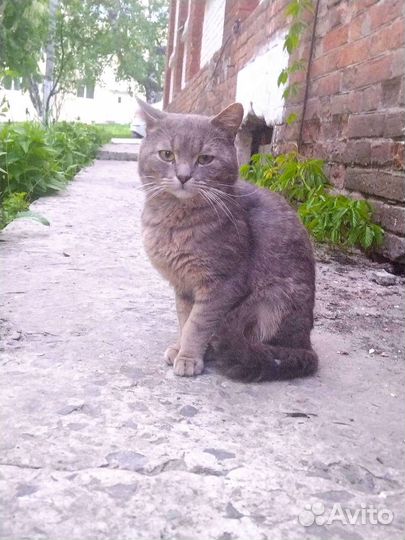 Кошки в добрые руки бесплатно