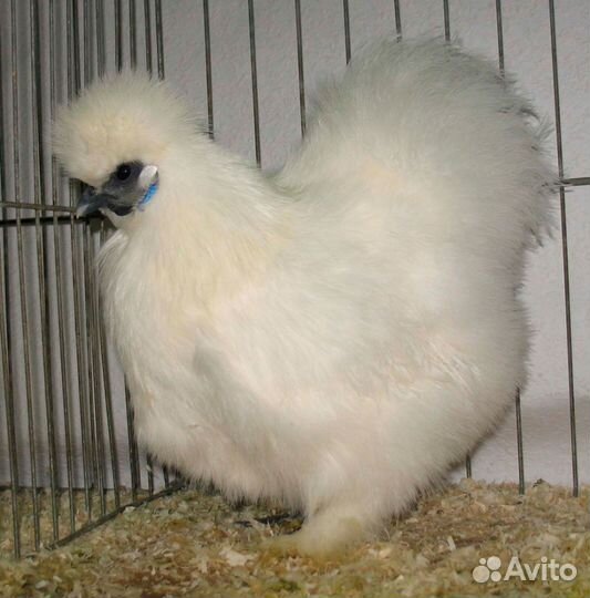 Китайская шелковая