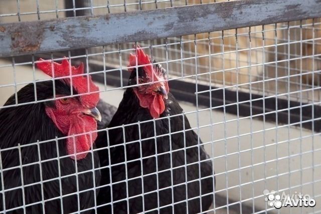 Сетка для клеток 25х25х2мм