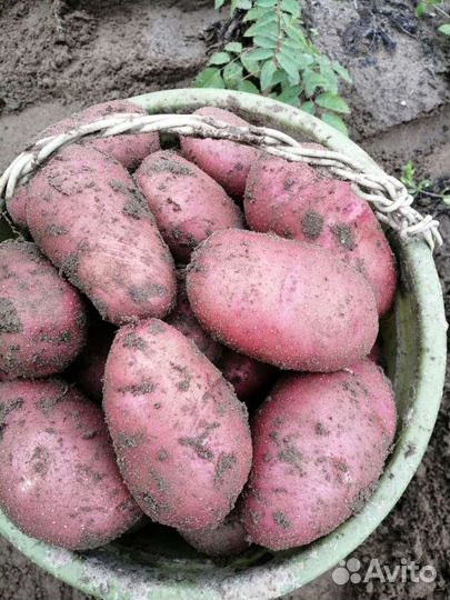Картофель