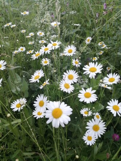 Участок 2,4 га (СНТ, ДНП)