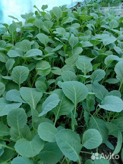 Рассада капусты