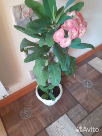 Молочай миля крупноцветковый