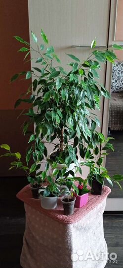 Фикус Бенджамина сорт Регидан