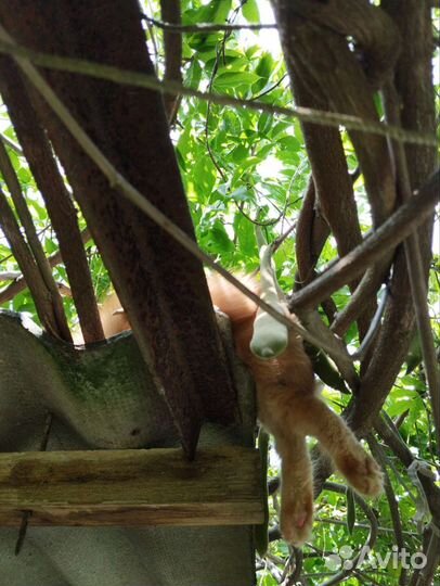 Кошки в добрые руки