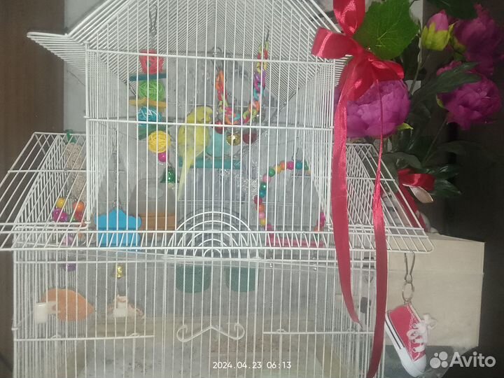 Продам волнистых попугаев, семья