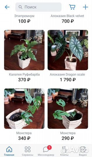 Комнатные растения