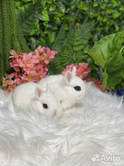 Кролики релакс