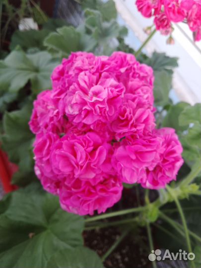 Пеларгонии сортовые