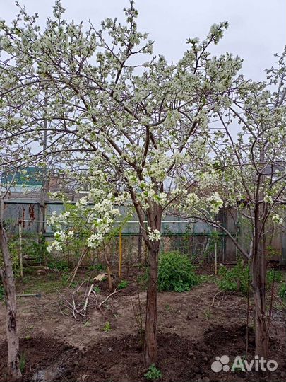 Саженцы слива желтая