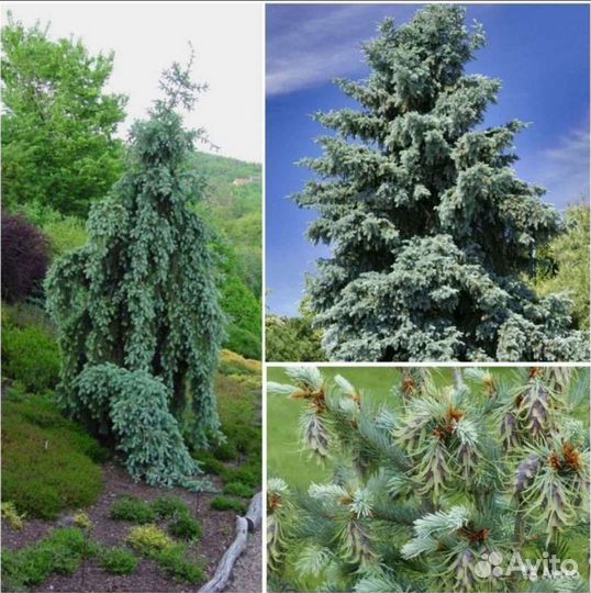 Куннингамия,Псевдотсуги,Кипарис Аризонский семена