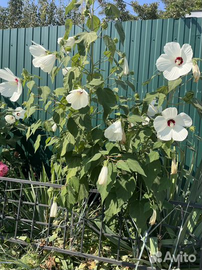 Цветы для улицы