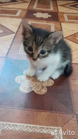 Отдам котят в хорошие руки