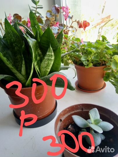 Толстянка, денежное дерево