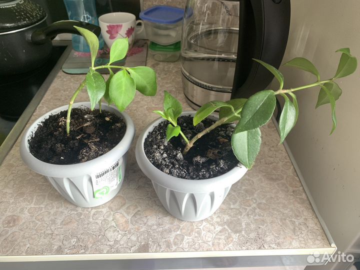 Эсхинантус