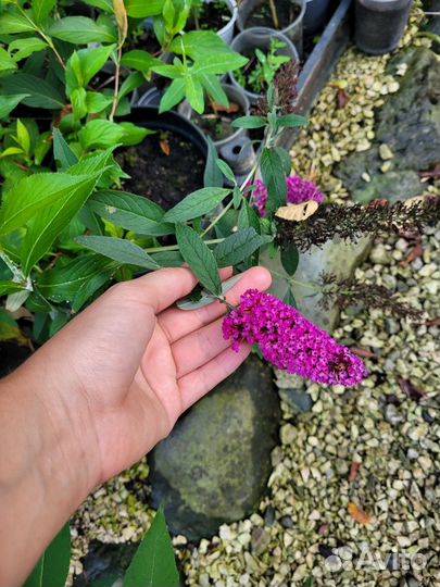 Буддлея давида